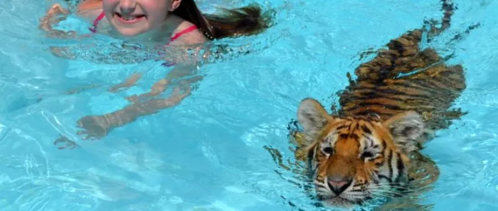 Cât costă să înoți alături de un tigru. GALERIE FOTO