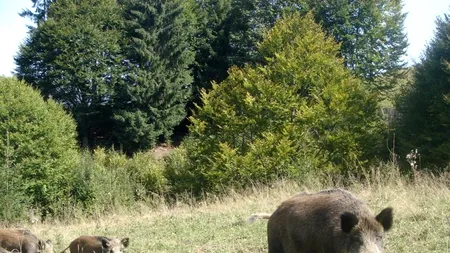 Jandarmii și vânătorii caută o turmă de 15 mistreți care ar fi intrat într-un parc din Cluj-Napoca