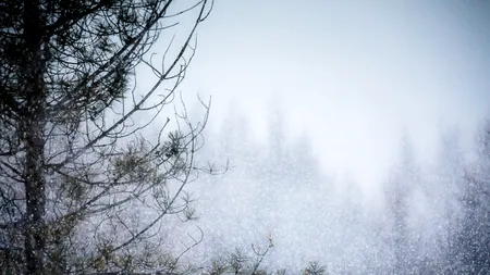 Copac dărâmat de ninsoare peste un microbuz cu pasageri, în Neamț. ZĂPADA face ravagii în toiul lui aprilie