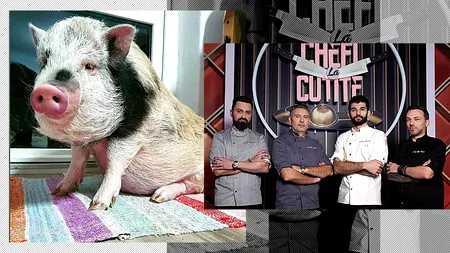 EXCLUSIV | Luna, prima purcelușă din istoria emisiunii „Chefi la cuțite” care nu va fi gătită, ci va face spectacol în fața juraților