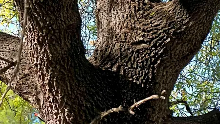 Iluzie optică virală | Ești un geniu? Atunci găsește pasărea ascunsă în această imagine! Ai doar 9 secunde