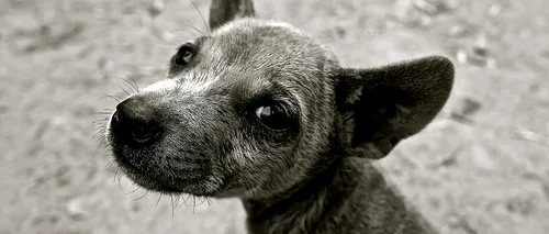 Câinii din Timișoara, nerevendicați timp de 14 zile, vor fi eutanasiați 