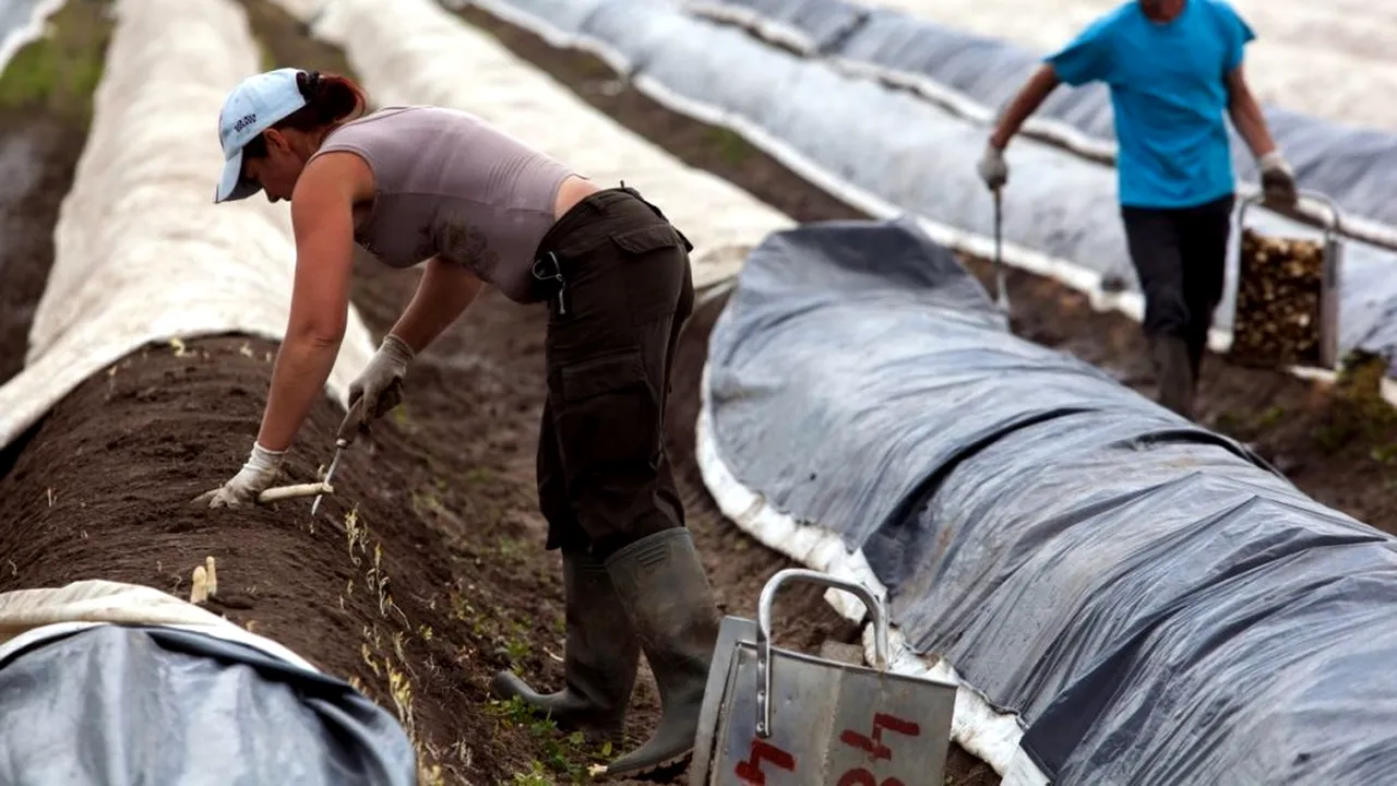 ANALIZĂ. The Guardian, despre românii care au plecat la cules de sparanghel în Germania: „Sunt mai importante recoltele din Vest decât sănătatea muncitorilor din Est?” | Lucrători ieftini, eficienți, care nu îndrăznesc să ceară nici măcar un spor de pandemie