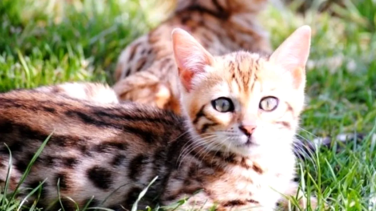 Una dintre cele mai scumpe rase de pisici din lume, crescută și în România