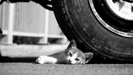 SUCEAVA. Bărbați amendați pentru că au abandonat animale de companie pe stradă. Ce a putut face unul dintre ei