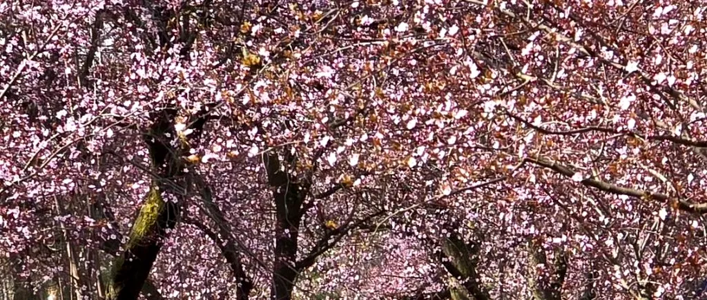 Satul din România RENUMIT pentru migdalii înfloriți asemănători cireșilor din Japonia