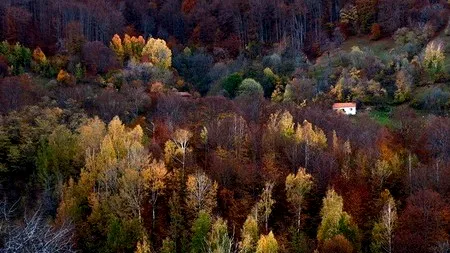 FINAL FERICIT într-un cătun cu doar 26 de familii: Cum au reușit PREOTUL și PĂDURARUL să oprească tăierea a 800 de fagi din sat