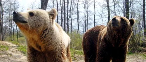 Doi pui de urs au fost văzuți pe străzile din Sibiu. Nimeni nu știe de unde au apărut - UPDATE