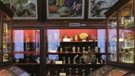 Un celebru muzeu din România, redeschis după mai bine de doi ani de renovare: 