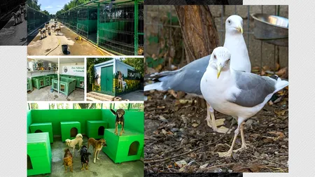 Povestea INCREDIBILĂ a celor doi pescăruși găzduiți între 500 de câini fără stăpân. Cum o protejează Johnny pe Steluța, după ce și-a rupt aripa