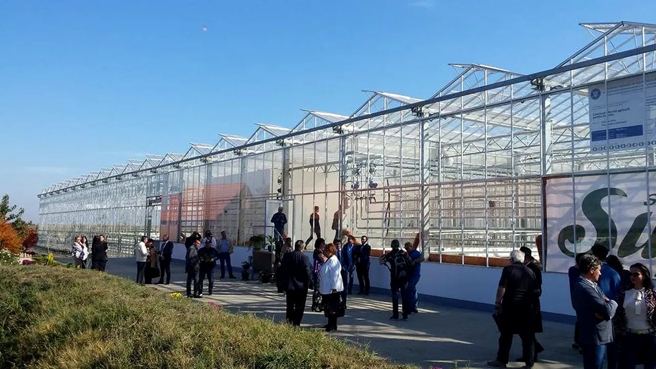 Cea mai mare seră din România, inaugurată în Timiș: Roșiile 