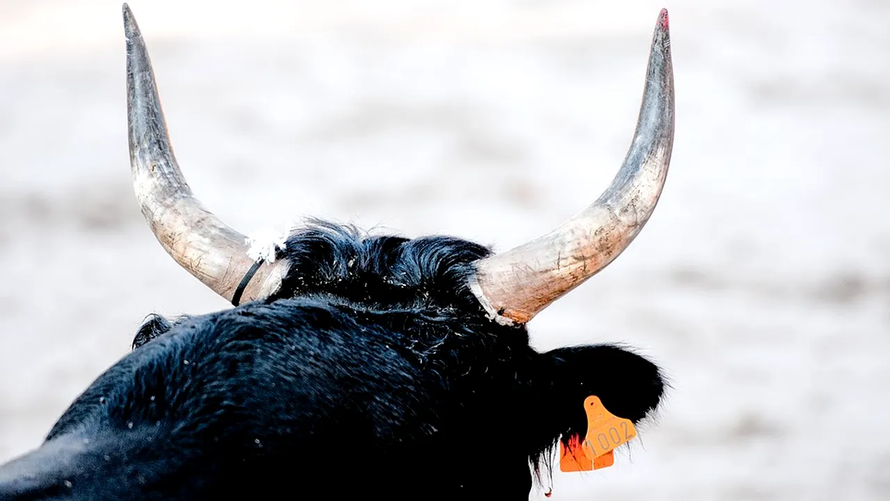 Tânăr ucis de un taur, la o fermă din Bistrița-Năsăud. Ce făcea bărbatul, când a fost atacat de animal