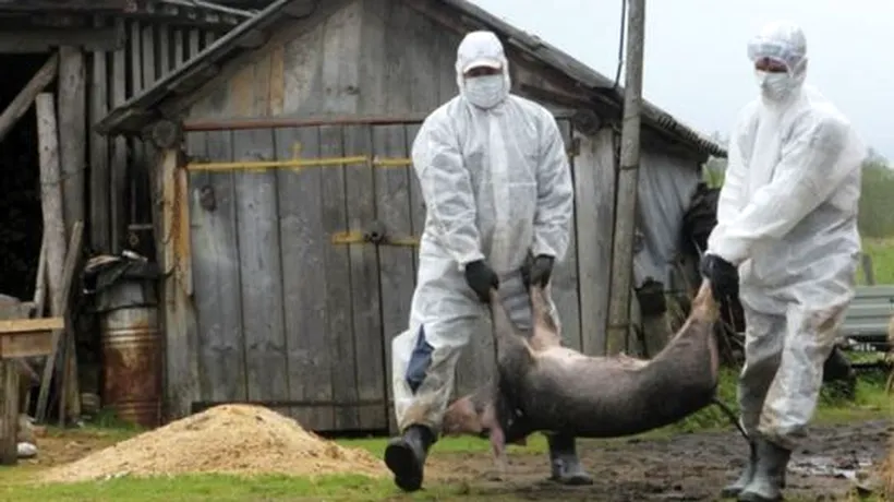 Ministerul Agriculturii  a închis târgurile de animale din cauza pestei porcine