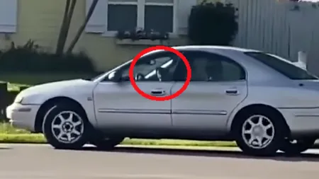 Incident bizar. Un câine a fost filmat „conducând