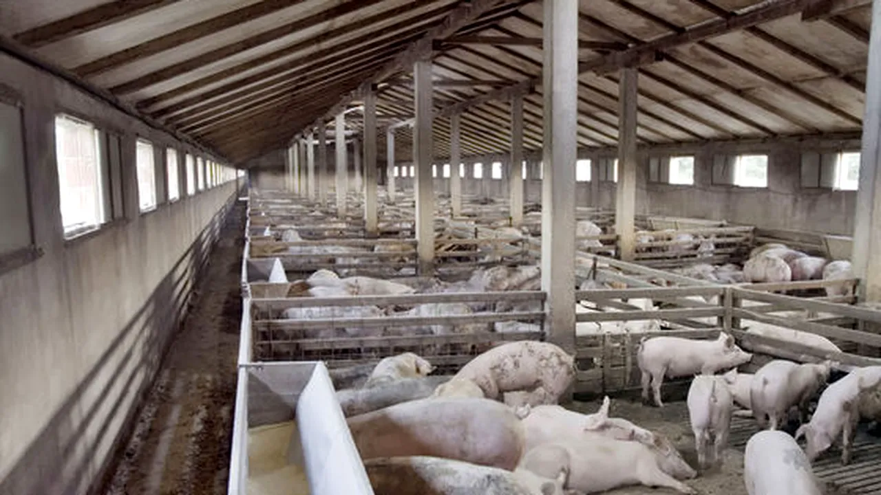 DOSAR PENAL in rem pentru NEGLIJENȚĂ în serviciu în cazul epidemiei de pestă porcină. Fermierii ACUZĂ: 