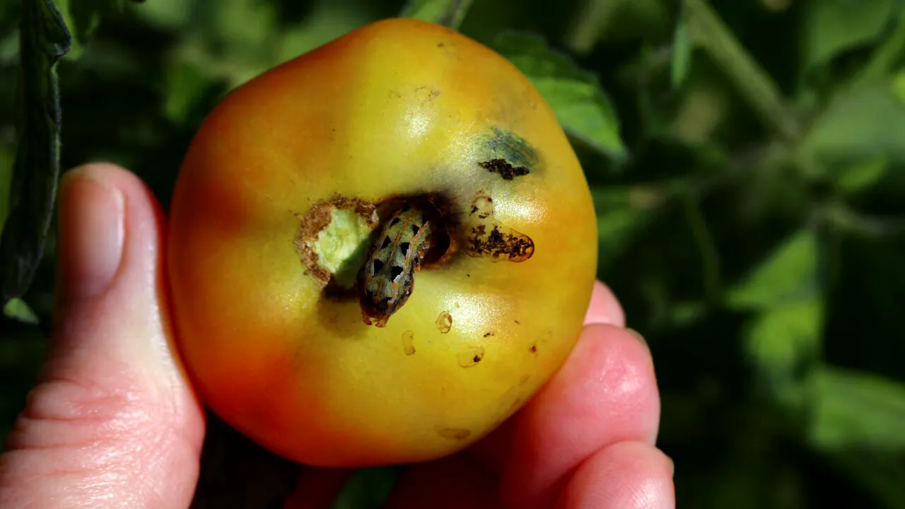 Salvează-ți ROȘIILE de dăunători cu o armată de insecte carnivore. Este o soluție mai ingenioasă decât pesticidele