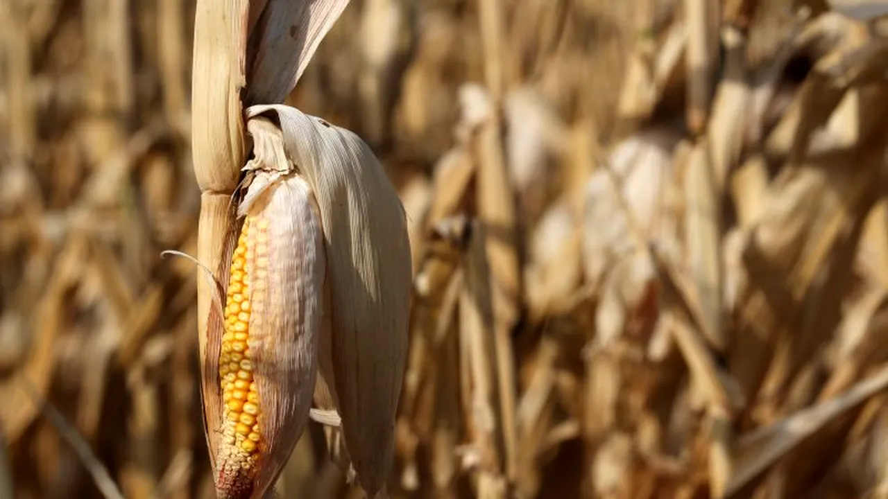 STUDIU. Efectele nocive pe care le are porumbul modificat genetic