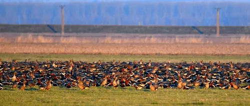 VIDEO | Record de gâște cu gât roșu care iernează în România. 24.000 de păsări au venit din Siberia. Unde pot fi văzute