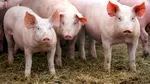 Indsutria cărnii de porc din România este în alertă. Suntem la sub 10% din necesarul intern