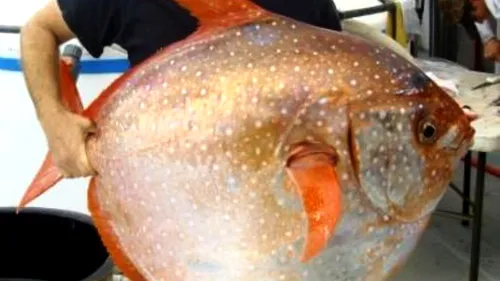 A fost descoperit singurul pește cu sânge cald