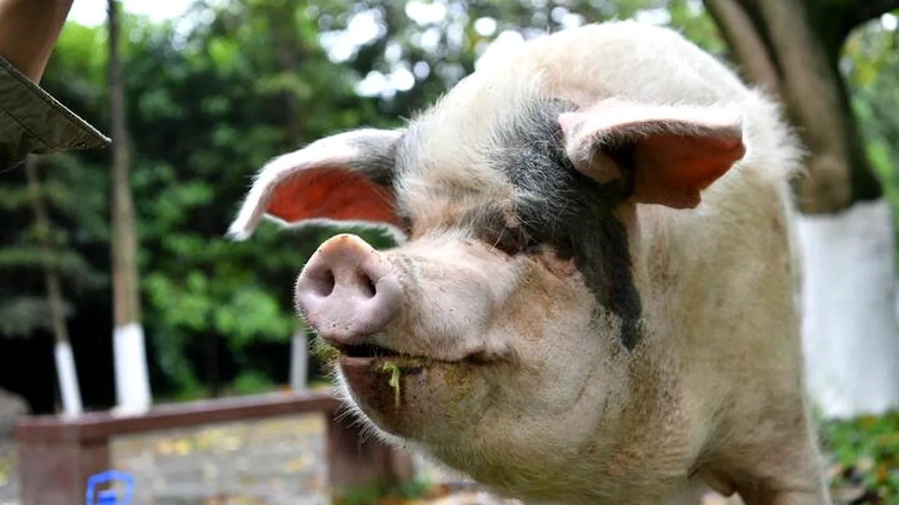 ”Cel mai faimos porc din istorie” a murit la 14 ani. De ce a devenit acest animal special