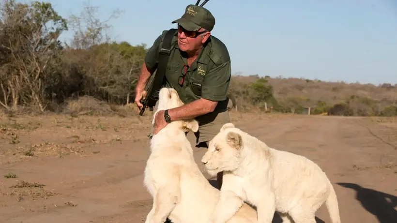 Dramă într-o rezervație din Africa de Sud. A sfârșit mâncat de leii pe care i-a crescut de când erau pui! - VIDEO