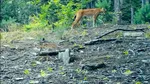 RÂS surprins de camerele de monitorizare montate în Parcul Naţional Semenic – Cheile Caraşului. Imaginile au fost distribuite de Romsilva