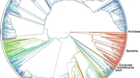 Primul ''arbore al vieții'' în format digital a fost creat de cercetători. Unde poți consulta cele 2,3 milioane de specii apărute dintr-un strămoș comun