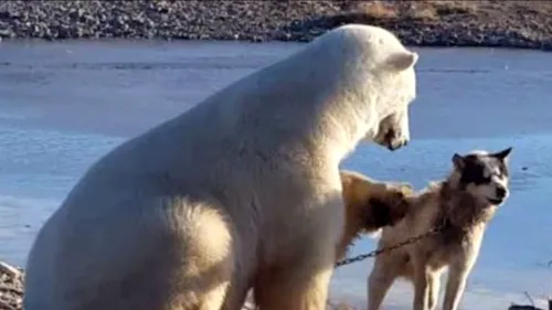 Lupta pentru supraviețuire. Ce s-a întâmplat la câteva ore după ce acest urs polar a fost surprins mângâind un câine husky