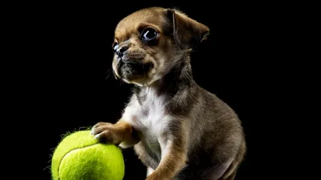 FOTO. Povestea impresionantă a acestui cățel