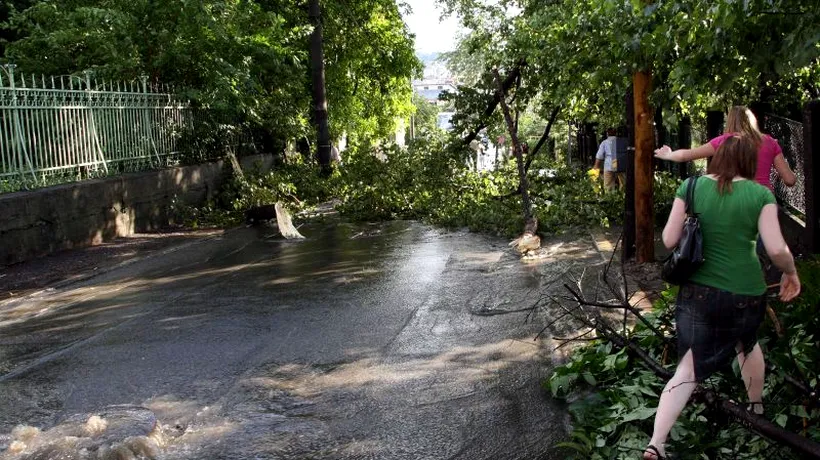 Peste 50 de copaci au fost rupți în timpul furtunii de la Arad, șapte căzând pe mașini
