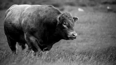 Bărbat din Olt, în stare critică după ce a fost atacat de un taur de 700 de kg lăsat liber pe stradă