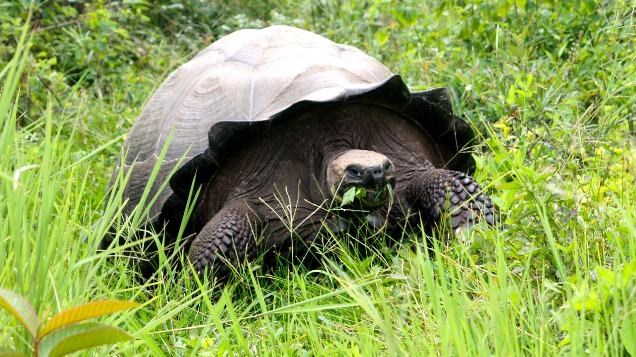 Cele mai ciudate 10 viețuitoare din lume