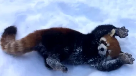 Clipul devenit viral: cum se bucură doi urși panda roșii de zăpadă