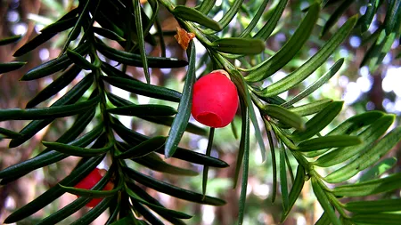 O plantă extrem de rară, folosită în tratamentul cancerului, a fost descoperită într-o provincie din estul Chinei