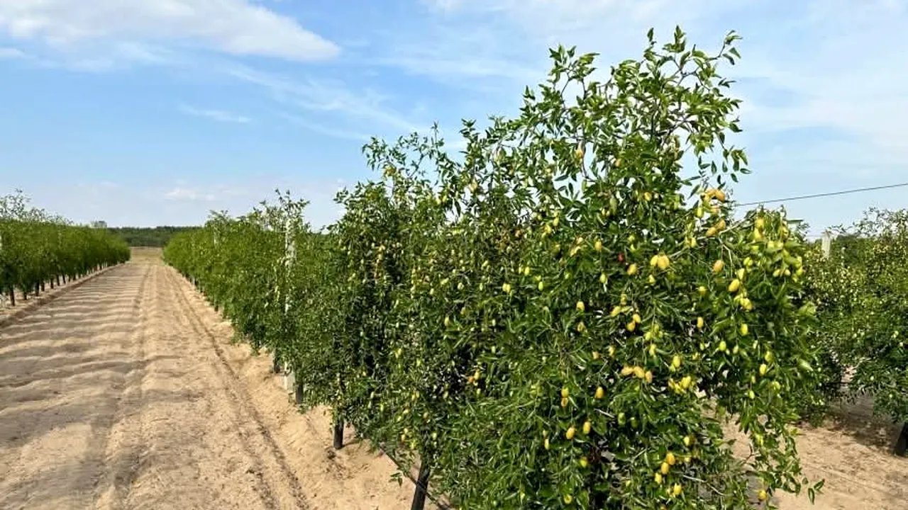 Curmalii și banana nordului iau locul piersicilor și caișilor din Dăbuleni. Plantele exotice sunt rezistente și la îngheț