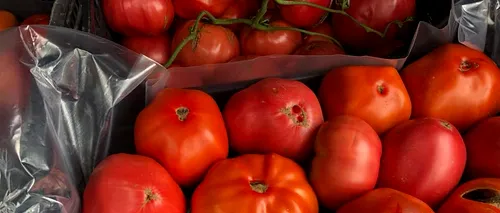 Guvernul a plătit peste 200 milioane de lei la programul de sprijin pentru creșterea tomatelor