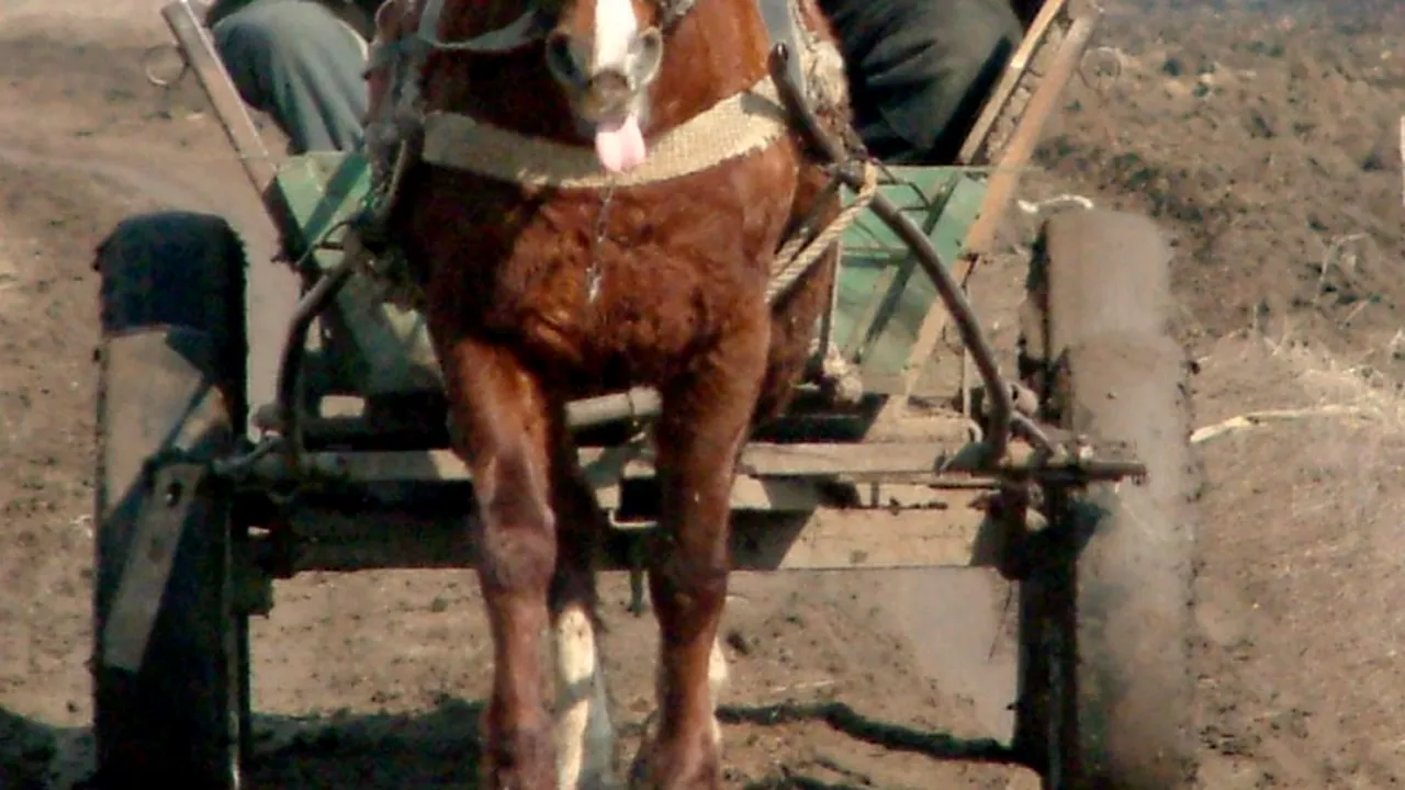 Caz șocant în Mehedinți. Un afacerist a fost călcat în picioare de patru tineri care făceau întrecere cu două căruțe / Victima a murit în urma unei lovituri la cap