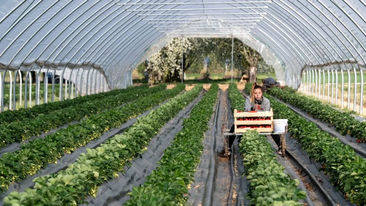 COVID-19. Este permisă deplasarea persoanelor pentru activități agricole? Răspunsul autorităților