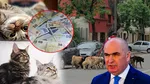 În atenția premierului Ilie Bolojan: 10 milioane de câini și pisici umblă netaxați prin România. Piața produselor pentru animalele de companie a ajuns la 1 miliard de euro