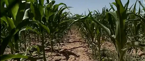 Sudul României se confruntă cu secetă extremă. Oamenii au RESTRICȚIE la apă curentă, iar culturile pot fi compromise