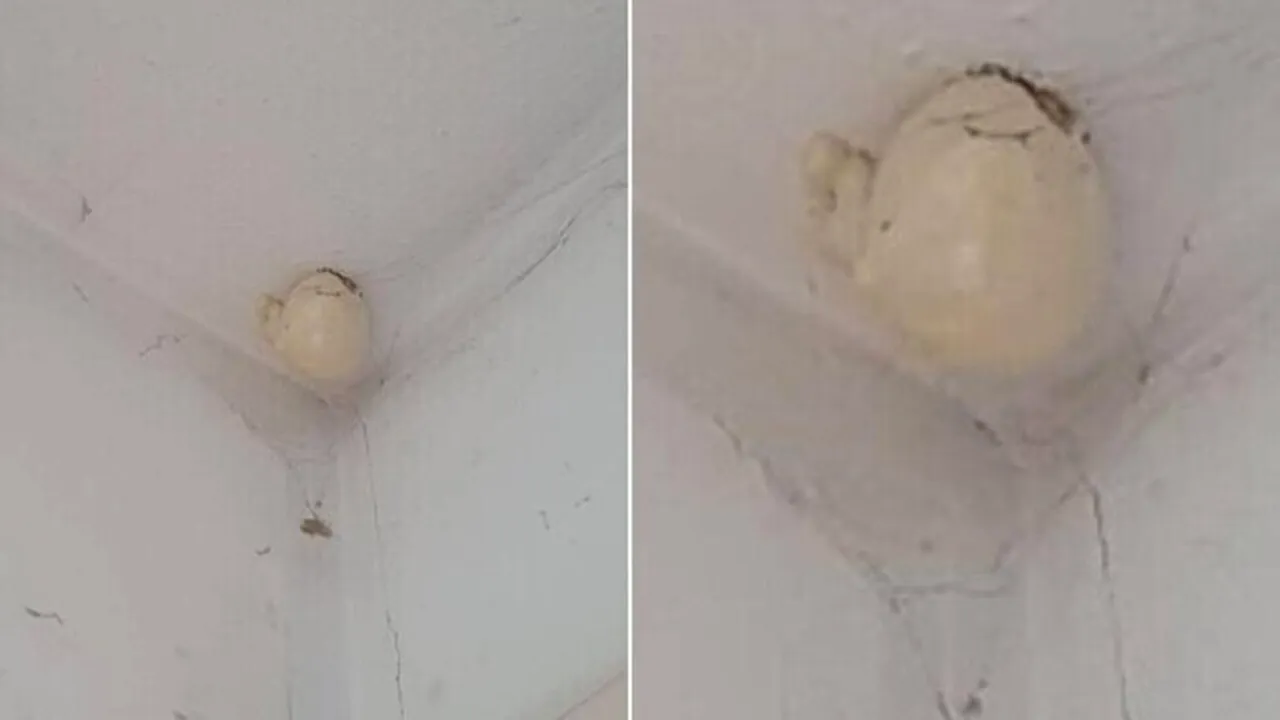 „Oul bizar” apărut pe tavanul unei camere. „Are cineva idee ce este?”