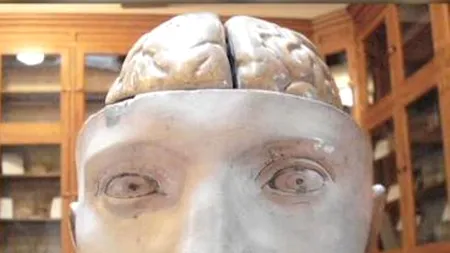 Bărbat arestat, după ce a încercat să vândă pe eBay 60 de creieri umani