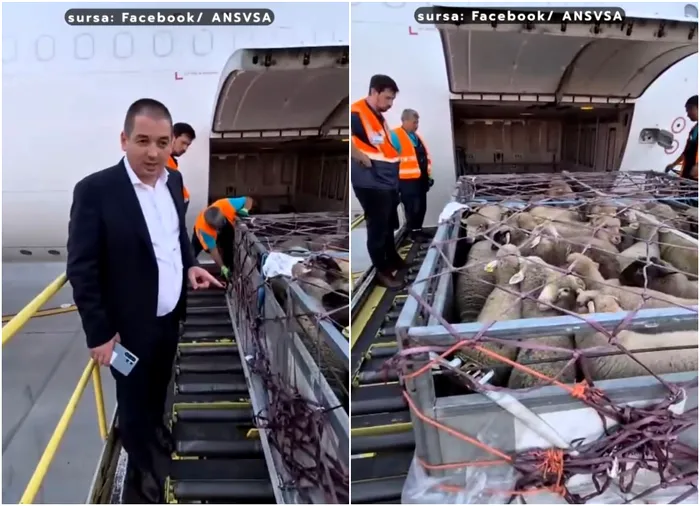 România a realizat primul transport aerian cu peste 4.000 de oi în Algeria 