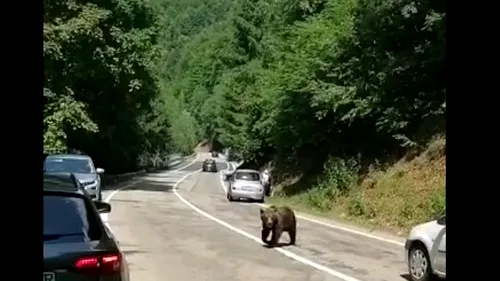 Urșii au invadat Transfăgărășanul. VIDEO cu animalele sălbatice plimbându-se printre mașini