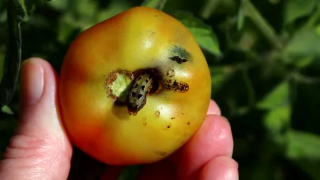 Salvează-ți ROȘIILE de dăunători cu o armată de insecte carnivore. Este o soluție mai ingenioasă decât pesticidele