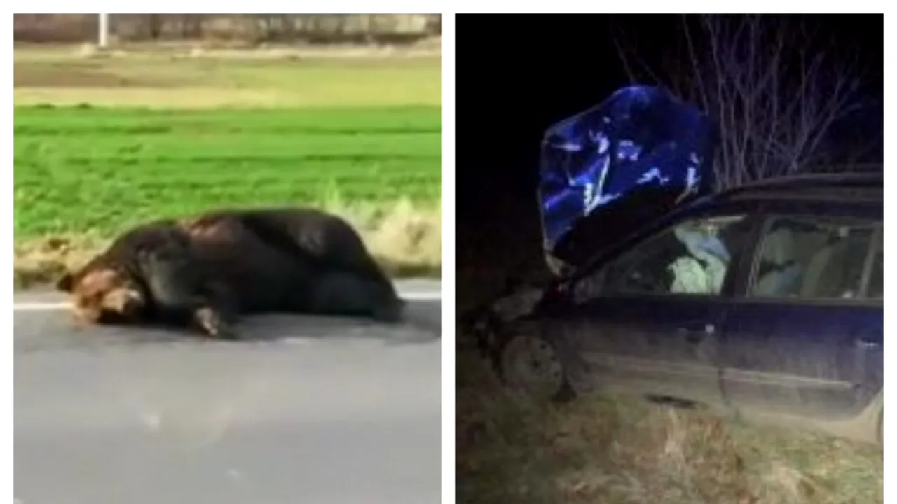 Surpriză pentru șoferul care a lovit un urs pe DN13A / Animalul a zăcut 18 ore în agonie pe carosabil, apoi a fost împușcat