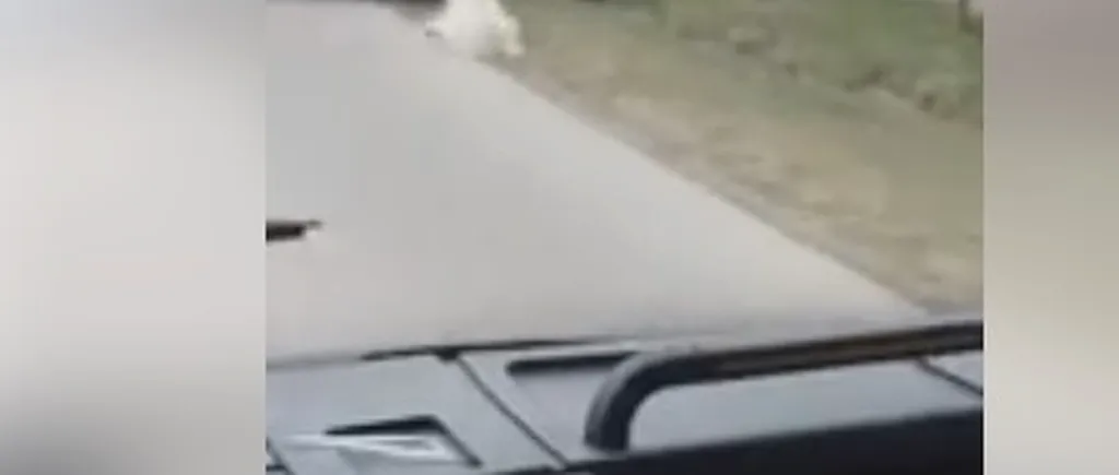 #cugandullaanimale. Incident șocant în Argeș: Viceprimarul unei comune, filmat în timp ce trage cu mașina un câine | VIDEO