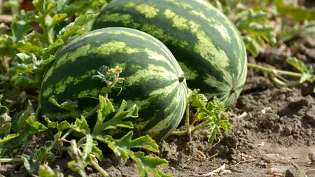 Plantațiile de pepeni din Oltenia sunt afectate de grindină, caniculă și secetă. Fermier: „Abia am recuperat ce am consumat”