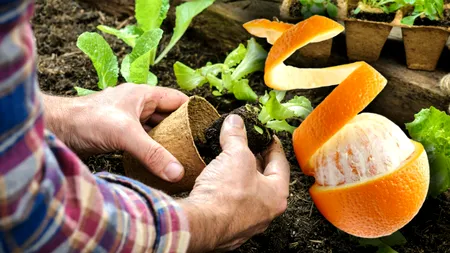 De ce să adaugi coji de portocale măcinate la rădăcinile plantelor din grădină. La ce ajută acest truc